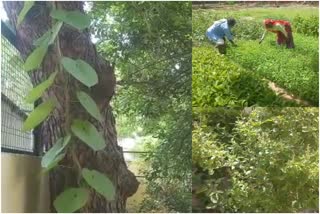 घर-घर बांटे जाएंगे औषधीय पौधे, Medicinal plants will be distributed from house to house