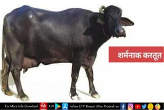 young man raped buffalo  rape with buffalo in meerut  भैंस के साथ किया दुष्कर्म  पुलिस गिरफ्त में आरोपी  मेरठ में भैंस के साथ दुष्कर्म  भैंस के साथ दुष्कर्म  Raped buffalo  मेरठ खबर  मेरठ समाचार  meerut news  meerut crime news  meerut latest news  up crime news  भैंस के साथ रेप