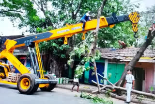 cyclone-yaas-effect-kolkata-municipal-corporation-decided-to-cut-dangerous-trees-in-slum-areas