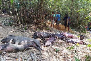 African Swine Fever kills over 4,000 pigs in Mizoram