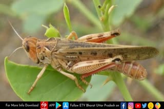 locust attack again in agra  pakistan locust attack again in agra  locust attack in agra  agra district administration alert  pakistan locust attack news  pakistan locust attack in up  pakistan locust attack in agra  आगरा पर टिड्डी दल का हमला  पाकिस्तानी टिड्डी दल का हमला  टिड्डी दल का आगरा में हमला  टिड्डी दल का हमला  आगरा खबर  Pakistan Locust Attack  आगरा का कृषि विभाग  Locust Swarm