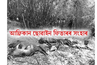asf-death-have-killed-4832-pigs-in-mizoram