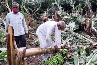 Damaged banana growers in Jalgaon have demanded Rs 2 lakh per acre