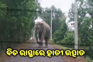 elephant create problems in road of mayurbhanj