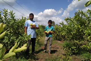 In the hardship of the farmer who grew the Zebra fruit