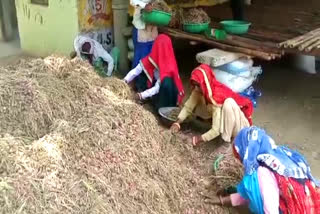 Farmers are preparing seeds for onion cultivation