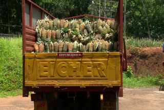 പൈനാപ്പിൾ കർഷകർ  പൈനാപ്പിൾ കർഷകർക്ക് ആശ്വാസമായി ഹോർട്ടികോർപ്പ്  ഹോർട്ടികോർപ്പ്  വാഴക്കുളം പൈനാപ്പിൾ  Horticorp provides relief to pineapple growers  pineapple  Horticorp  vazhzkulam pineapple