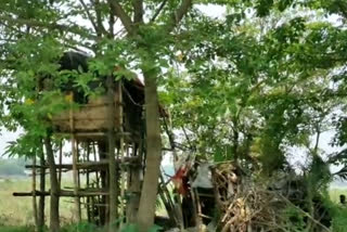 Hindu monk build up Tree House to maintain social distance in Corona situation