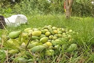 mango-farmer-of-bankura-facing-loss-due-to-covid-situation