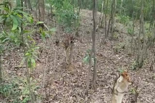 বেআইনি গাছ কাটার অভিযোগ, নজরদারি বৃদ্ধিতে নির্দেশ