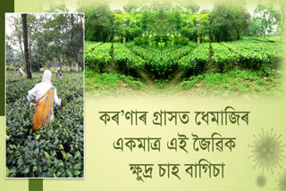 dhemaji's only organic small tea garden effected in corona