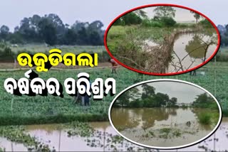 cyclone yaas flood water affected vegetable farmer in anandpur