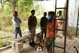 Leopard hunts pigs in Maharajbag area in nagpur