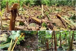 plights of farmers  idukki highrange  idukki farmers  ദുരിതത്തിലായി കർഷകർ  ഇടുക്കി കർഷകർ  ഹൈറേഞ്ചിലെ കർഷകർ