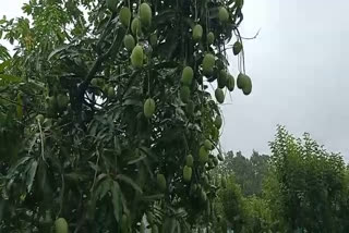 production of mango in Balrampur