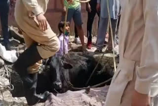 cow rescue in vikaspuri