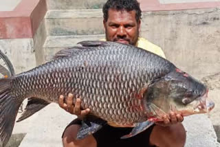 38 kg katla fish