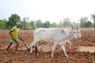 monsoon in jharkhand