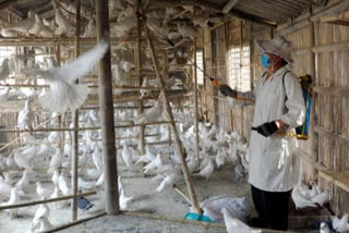 China reports human infection  human infection of H10N3  H10N3 avian influenza  H10N3 strain of avian influenza  China reports H10N3 avian influenza  H10N3 avian influenza in humans  China reports human infection of H10N3 avian influenza  China  H10N3  ലോകത്ത് ആദ്യമായി മനുഷ്യനില്‍ 'എച്ച് 10 എൻ 3' വൈറസ് ബാധ; സ്ഥിരീകരിച്ചത് ചൈനയില്‍  ലോകത്ത് ആദ്യമായി മനുഷ്യനില്‍ 'എച്ച് 10 എൻ 3' വൈറസ് ബാധ  സ്ഥിരീകരിച്ചത് ചൈനയില്‍  ചൈന