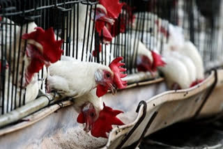 china reports first case of human getting infected with H10N3 bird flu