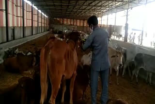 राजस्थान न्यूज, Cow smuggling in Jhalawar