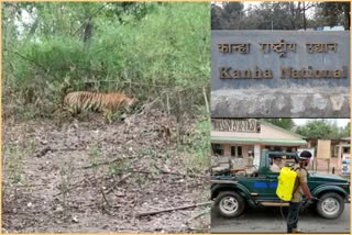 Kanha National Park Unlocked