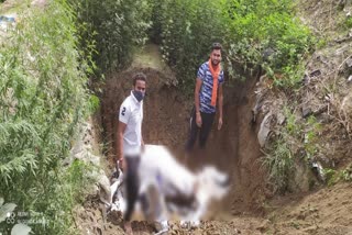 Death of cow muradnagar highway Ghaziabad