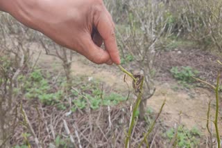 titabar-tea-garden-story