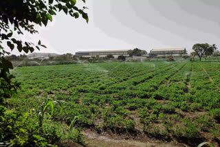 haryana farmers paddy crops