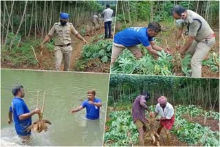 കപ്പ ചലഞ്ച് 2000 കിലോ കപ്പ ശേഖരിച്ച് മലപ്പുറം പൊലീസ്  Tapioca Challenge: Malappuram police collected 2000 kg of tapioca  Tapioca Challenge  കപ്പ ചലഞ്ച്  2000 കിലോ കപ്പ ശേഖരിച്ച് മലപ്പുറം പൊലീസ്