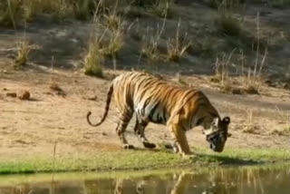 Bandhavgarh Tiger Reserve