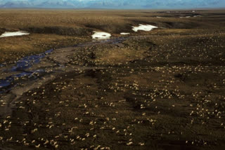 a herd of caribou on the Arctic National Wildlife Refuge in northeast Alaska