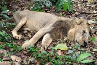 lion died in neyyar lion safari park  neyyar lion safari park  നെയ്യാർ ലയണ്‍ സഫാരി പാര്‍ക്ക്  സിംഹം ചത്തു