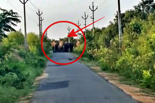 elephants at palamaneru