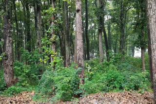 rainy season plantation