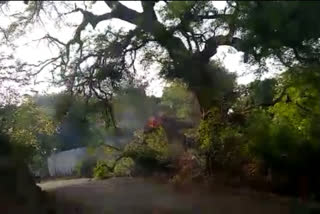 A huge tree collapsed after a sudden fire
