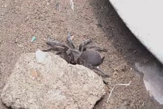 Tarantula panic in Shampur of Howrah