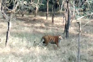 tigress riddhi shift from ranthambore to sariska, tigress riddhi