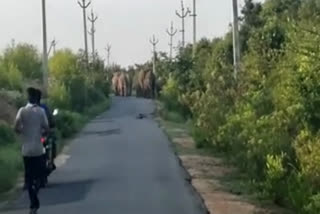 Herd of 38 elephants spotted in AP