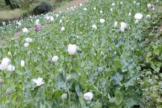 Illegal cultivation of opium in Chauhar Ghati, चौहार घाटी में अफीम की अवैध खेती