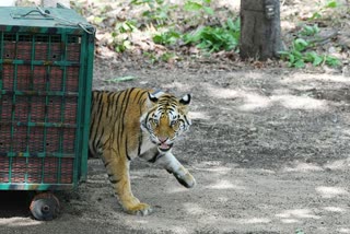 3-year-old tigress released