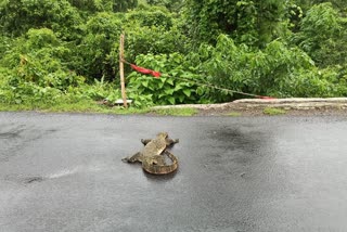 as_asian-monitor-lizard-knocked-down-by-vehicle-dies_img