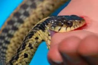 snake bites young man