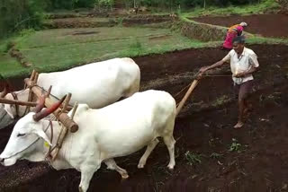 रत्नागिरी जिल्ह्यात शेतीच्या कामांना सुरुवात