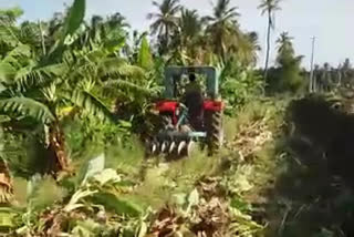 Farmer Destroys Banana crop in Chitradurga