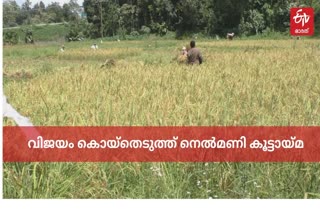 നെൽമണി കൂട്ടായ്‌മ  നെൽമണി കൂട്ടായ്‌മ വാർത്ത  നെൽകൃഷി വാർത്ത  നെൽകൃഷി വാർത്ത ഇടുക്കി  നെൽമണി കൂട്ടായ്‌മ വാർത്ത  Paddy Cultivation news  Paddy Cultivation idukki news  Paddy Cultivation by nenmani association idukki