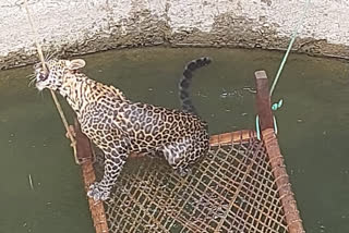 Leopard Rescue