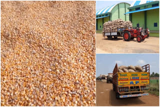 corn farmers difficulties at RBK centers in andhra pradesh