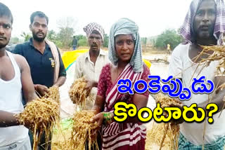 Paddy damaged with heavy rains in sherepally