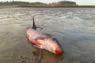 Whale fish died 